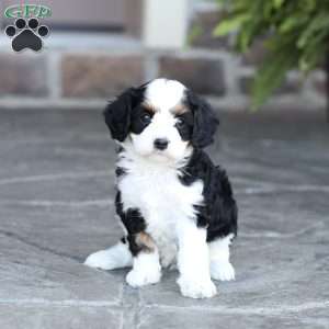 Jett, Cavapoo Puppy